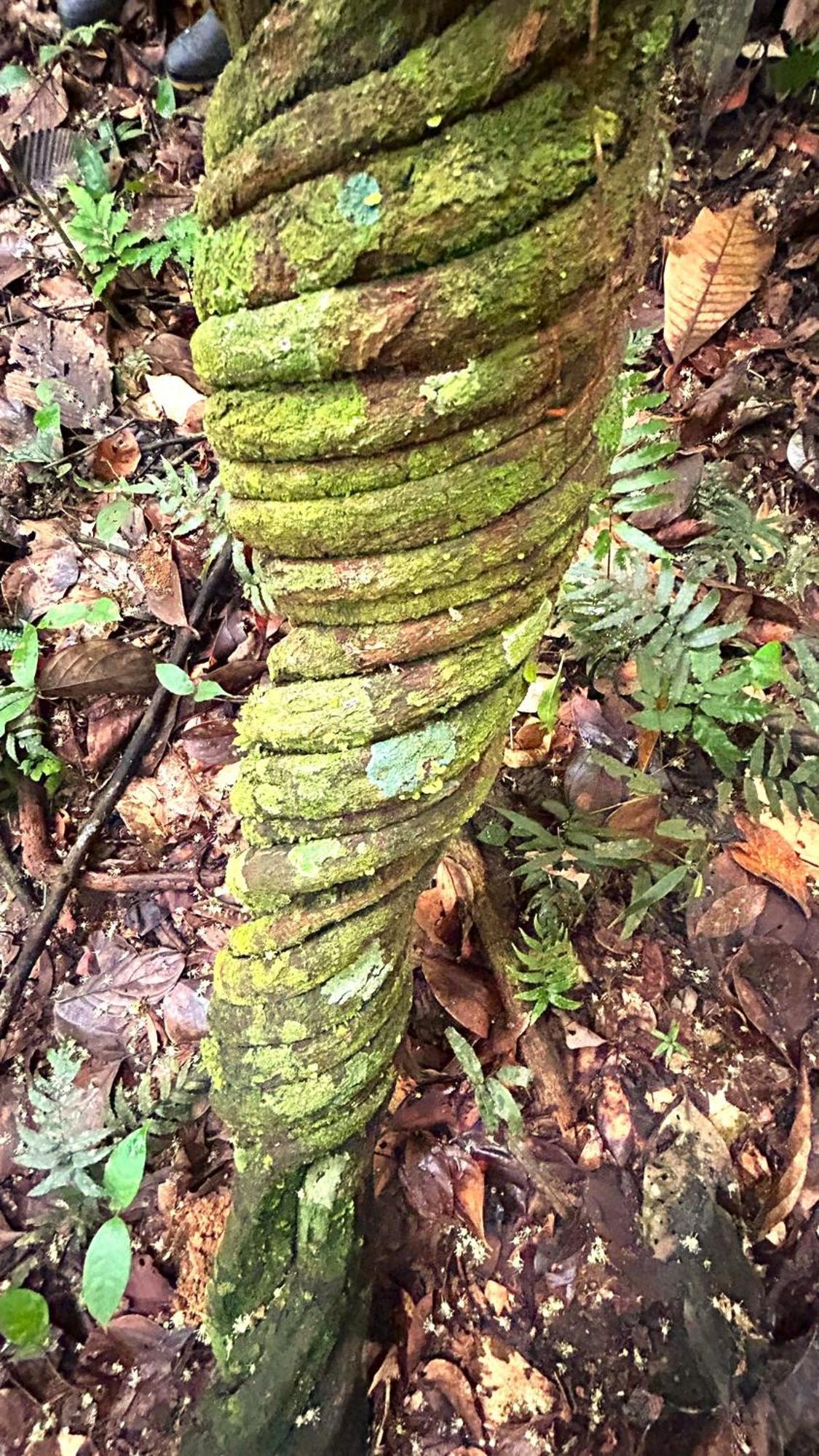 Gaia Amazon Eco Lodge Ahuano Eksteriør bilde