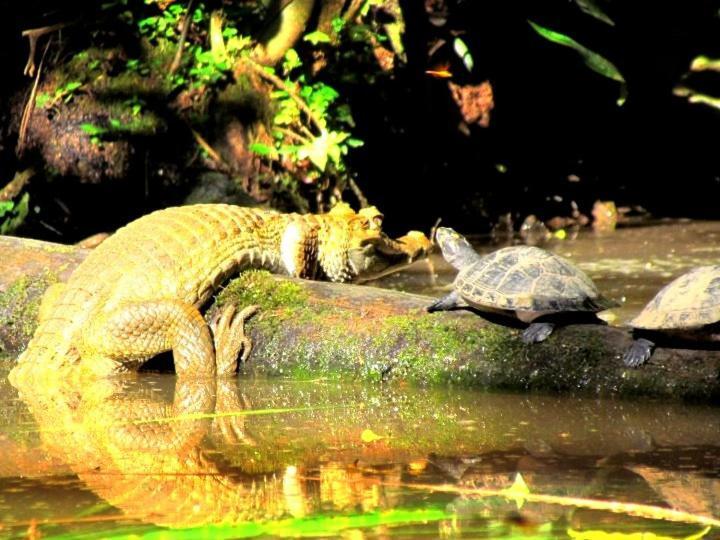 Gaia Amazon Eco Lodge Ahuano Eksteriør bilde