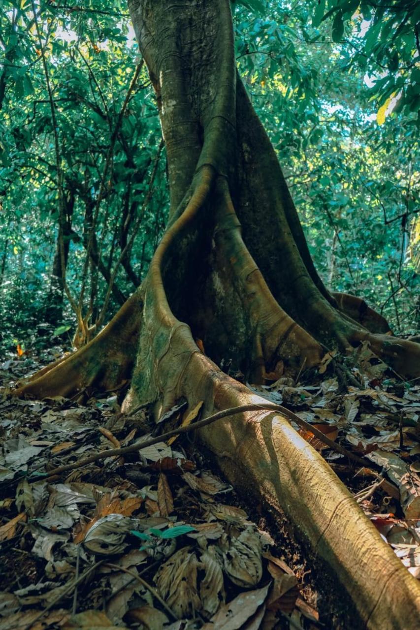 Gaia Amazon Eco Lodge Ahuano Eksteriør bilde