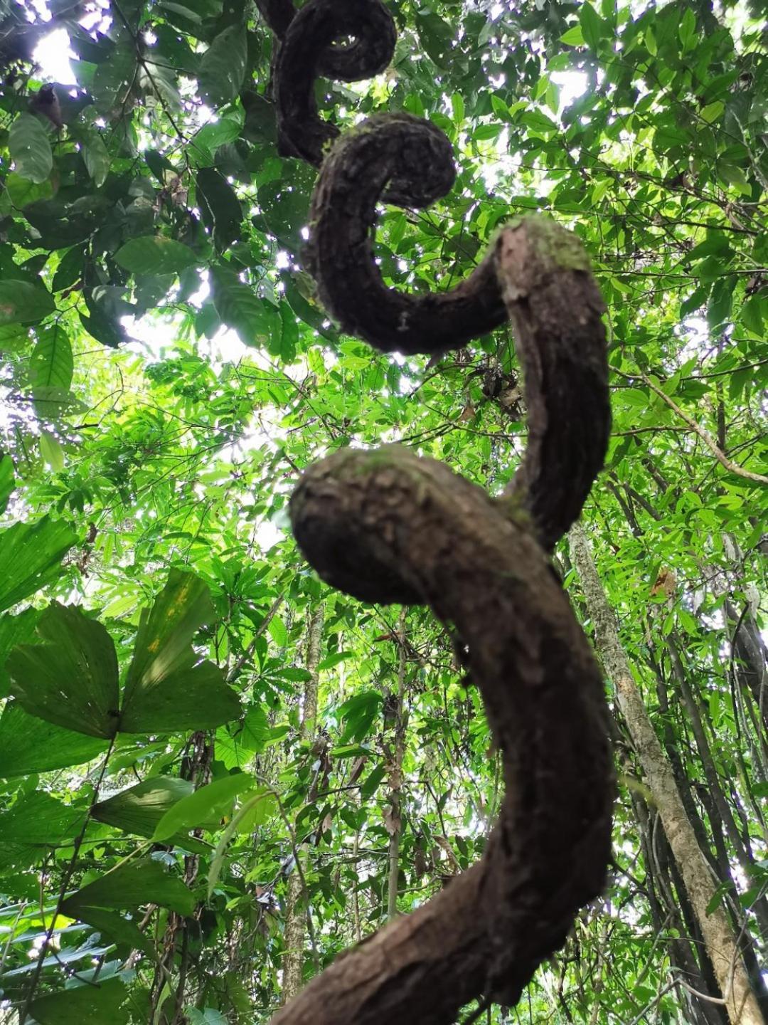 Gaia Amazon Eco Lodge Ahuano Eksteriør bilde